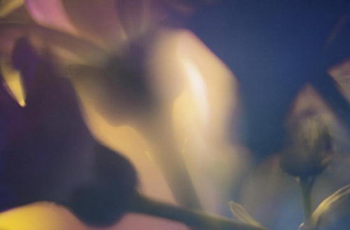 Цветы на рабочий стол