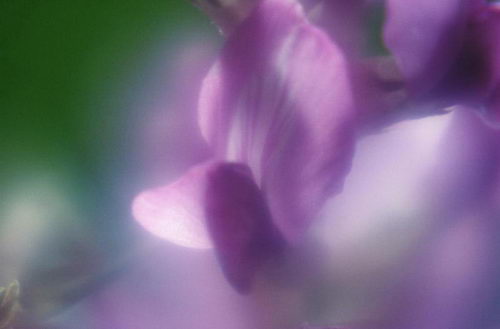 Цветы на рабочий стол