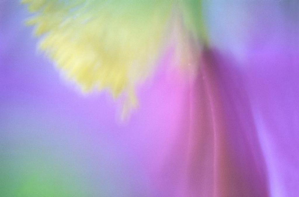 Цветы на рабочий стол