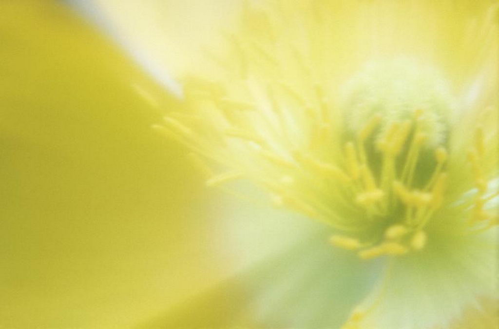 Цветы на рабочий стол