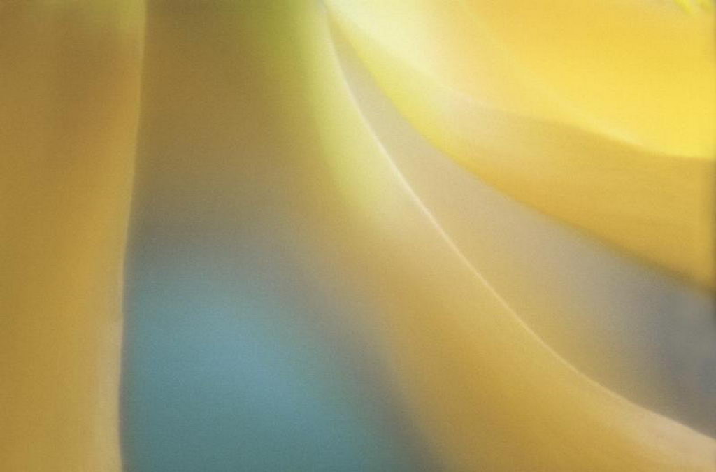 Цветы на рабочий стол