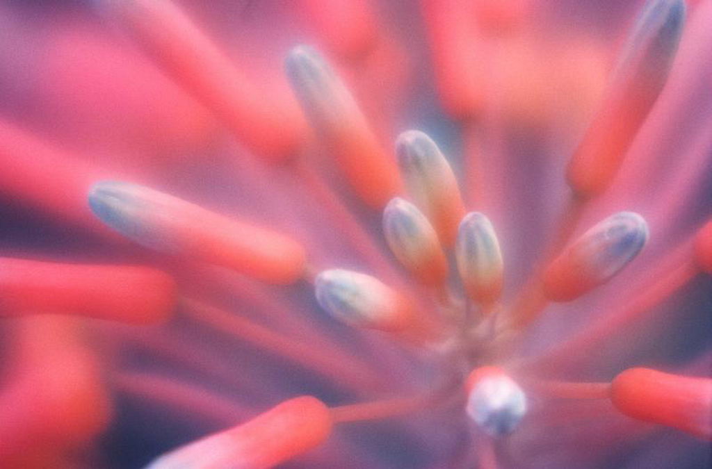 Цветы на рабочий стол