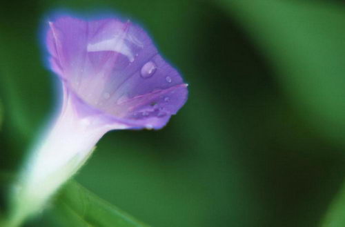 Цветы на рабочий стол