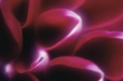 Цветы на рабочий стол