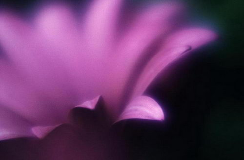 Цветы на рабочий стол