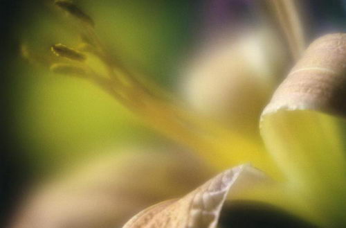 Цветы на рабочий стол