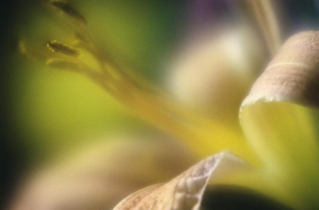 Цветы на рабочий стол