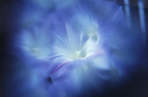 Цветы на рабочий стол