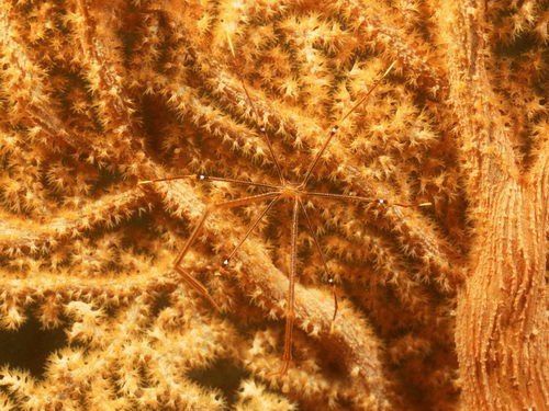 Подводный мир