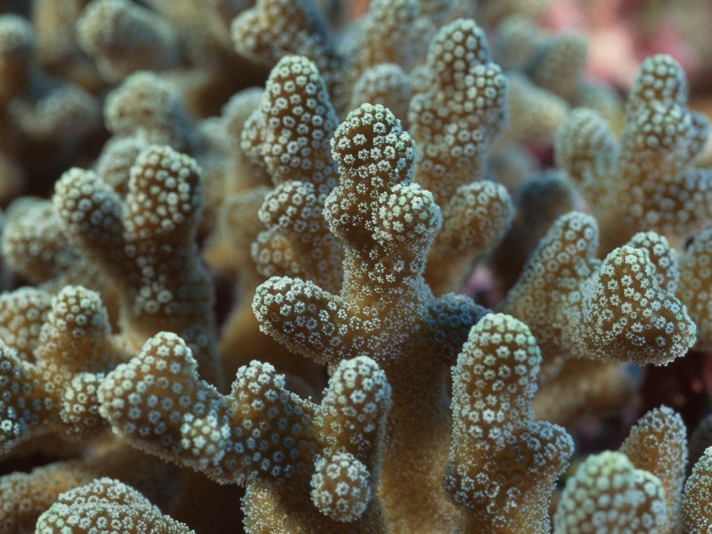 Подводный мир