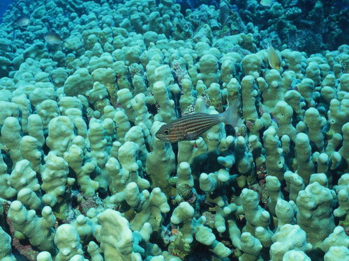 Подводный мир