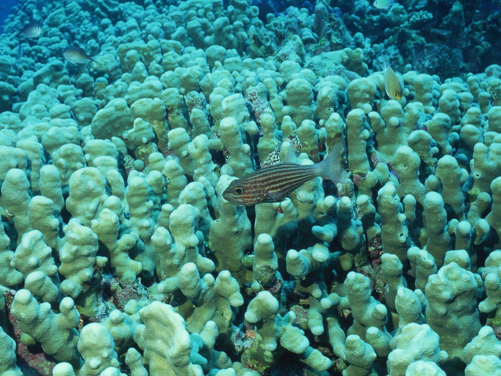 Подводный мир