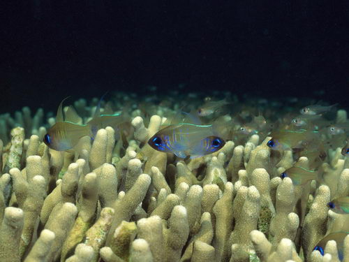 Подводный мир