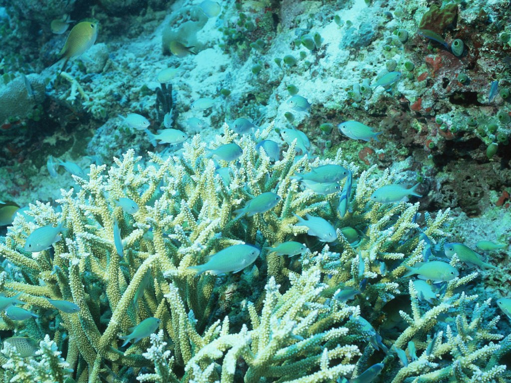 Подводный мир