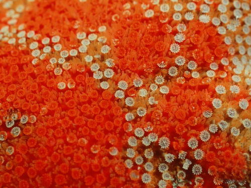 Подводный мир