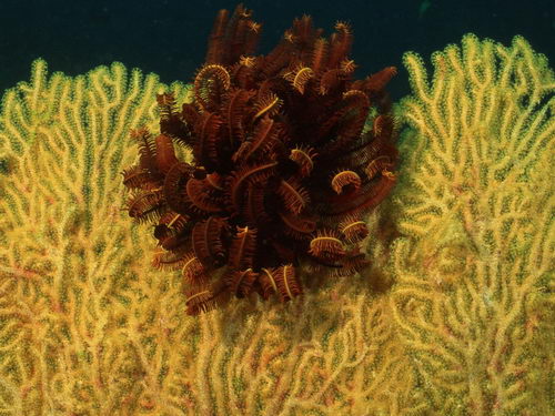 Подводный мир