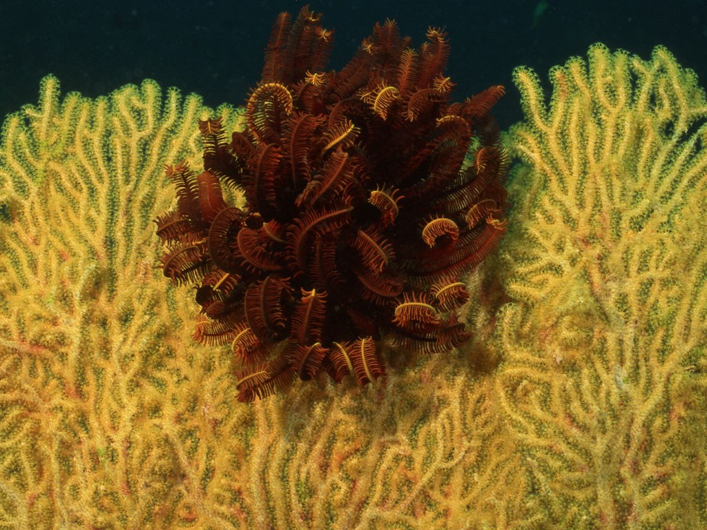 Подводный мир