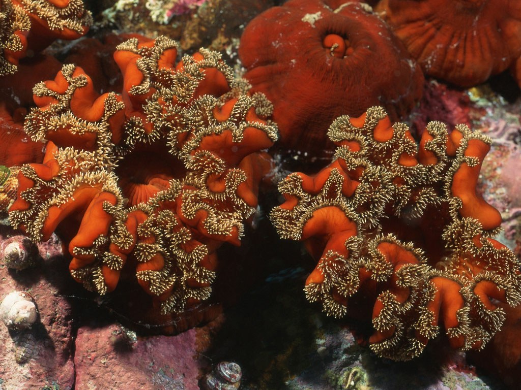 Подводный мир