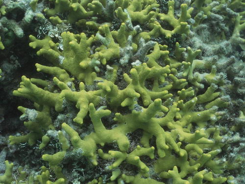 Подводный мир