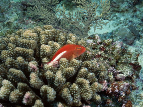 Подводный мир