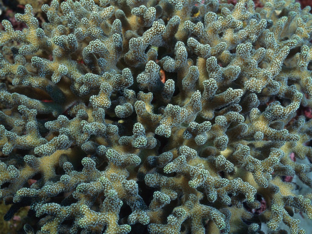 Подводный мир