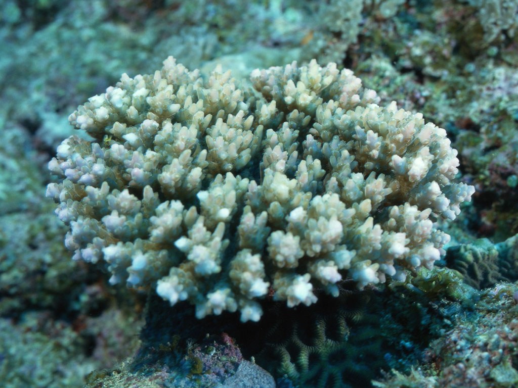 Подводный мир