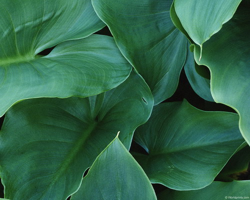 Природа на рабочий стол