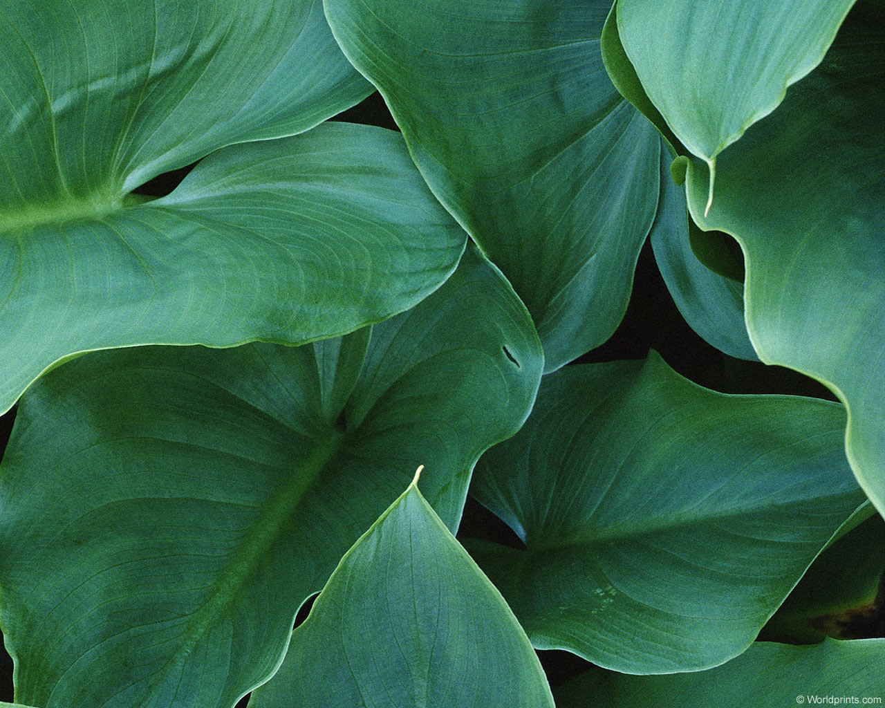 Природа на рабочий стол