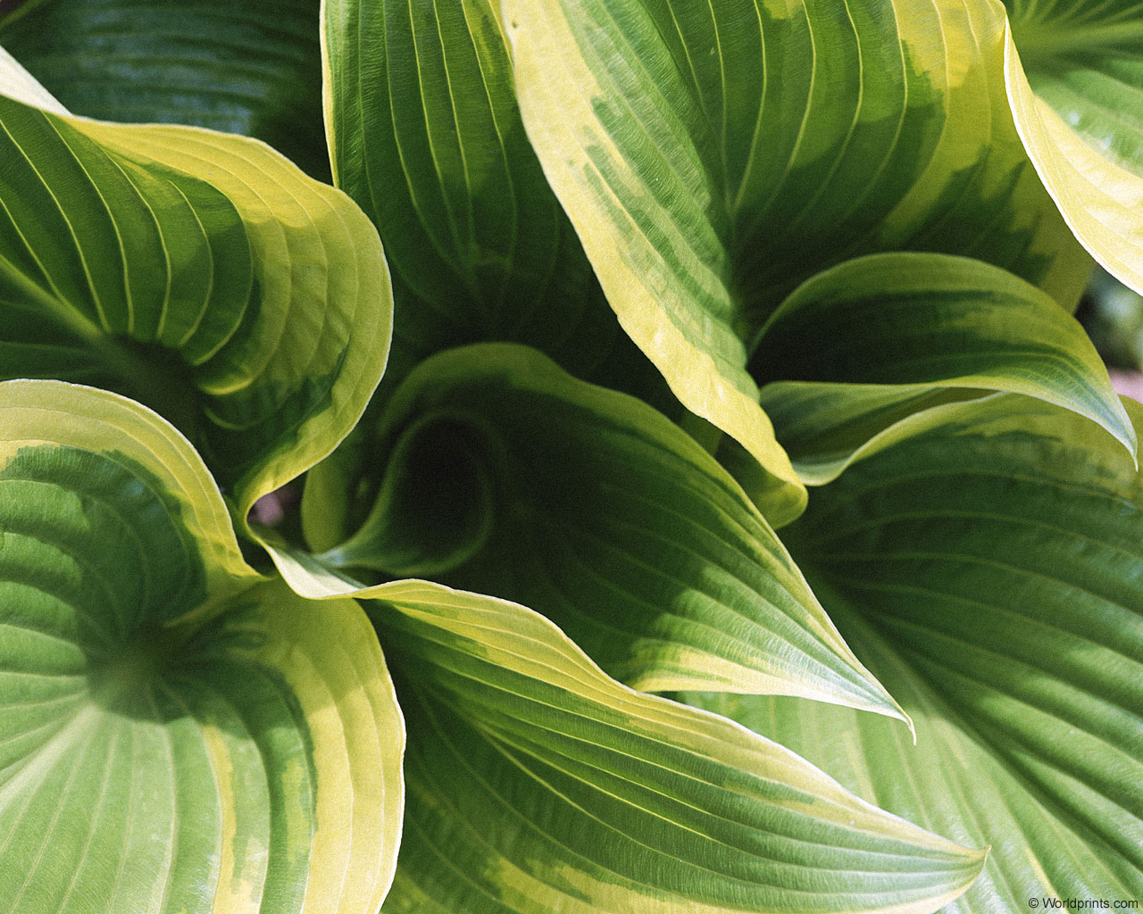 Природа на рабочий стол