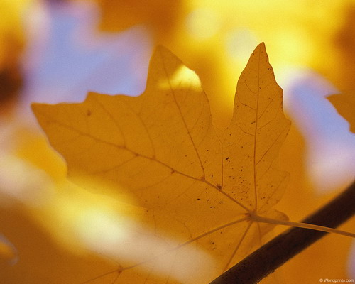 Природа на рабочий стол