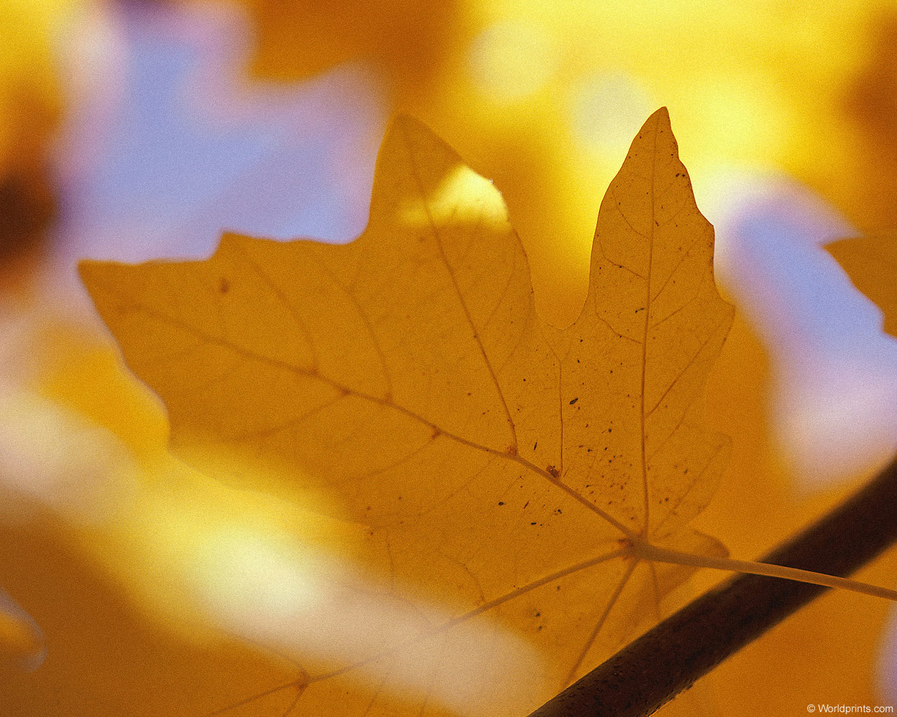 Природа на рабочий стол