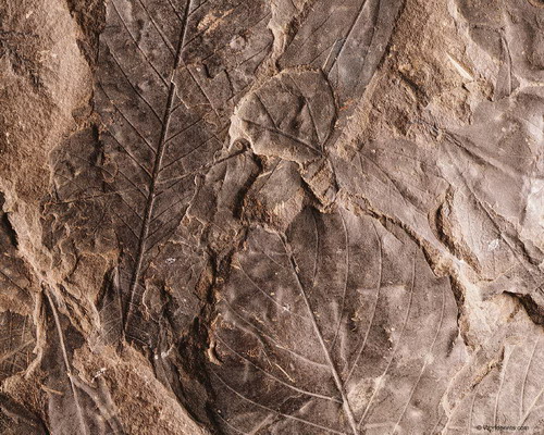 Природа на рабочий стол