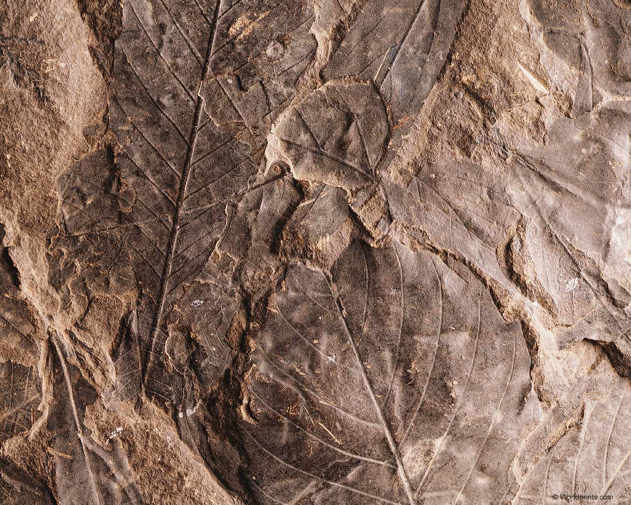 Природа на рабочий стол