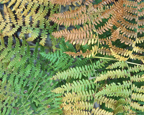 Природа на рабочий стол