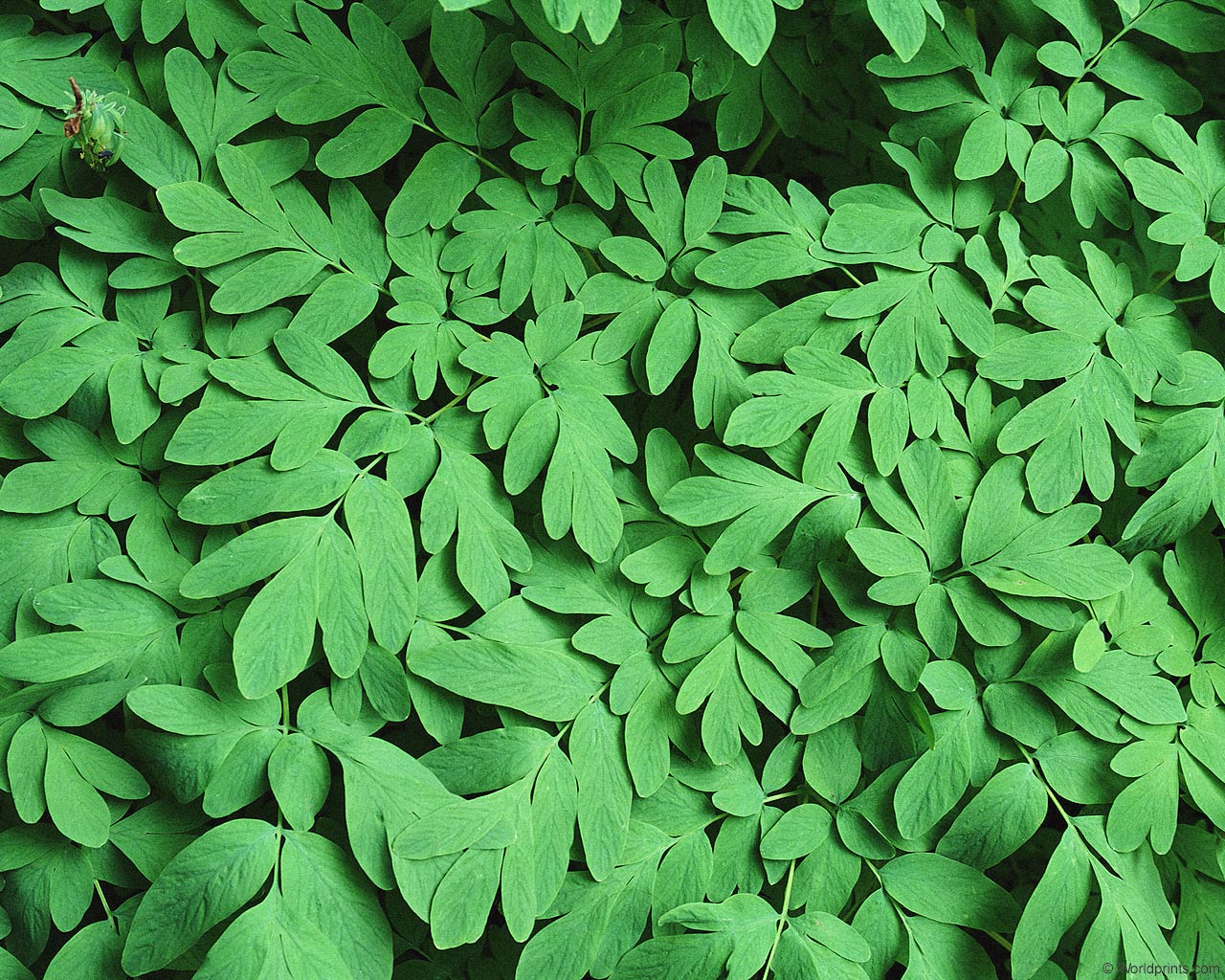 Природа на рабочий стол