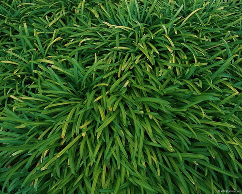 Природа на рабочий стол