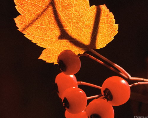 Природа на рабочий стол