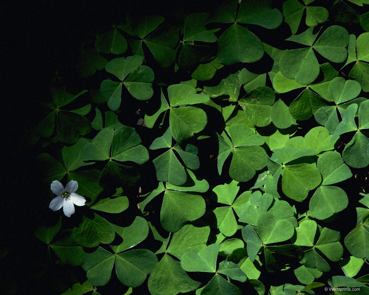 Природа на рабочий стол