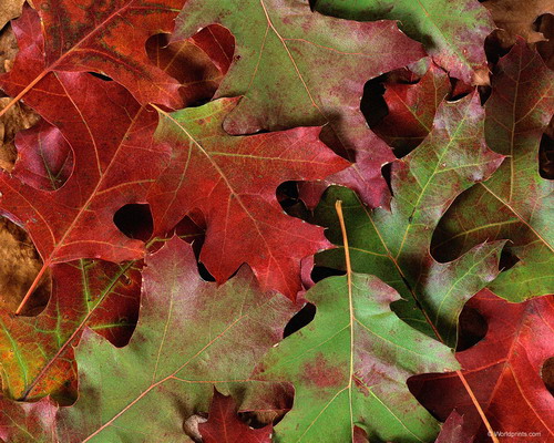 Природа на рабочий стол