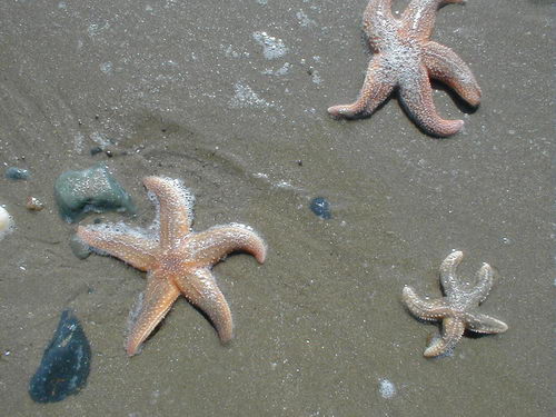 Разные всякие обои.