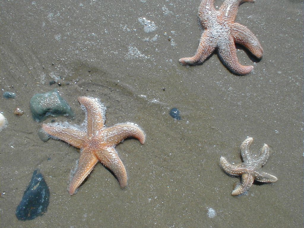 Разные всякие обои.