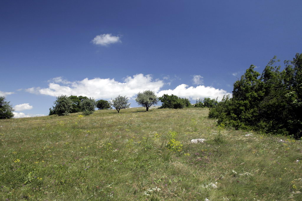 Природа южного берега Крыма