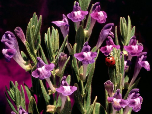 Цветы на рабочий стол