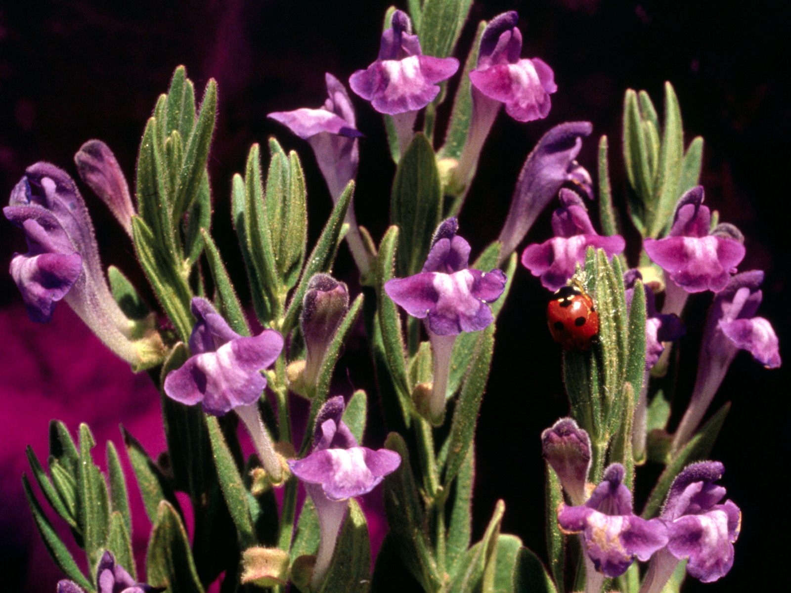 Цветы на рабочий стол