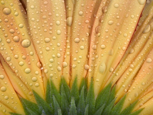 Цветы на рабочий стол