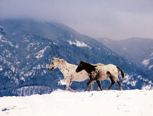 Зима красавица