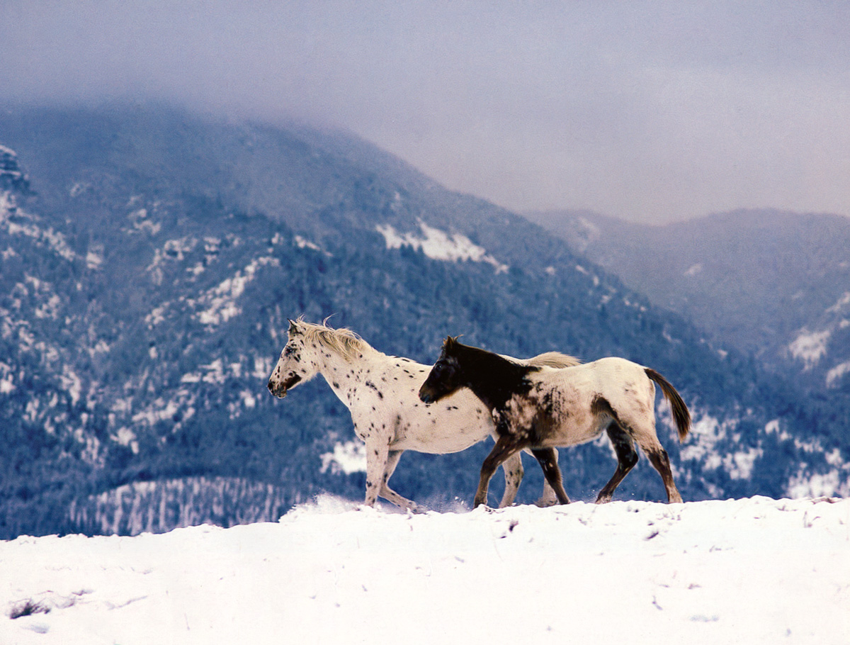 Зима красавица