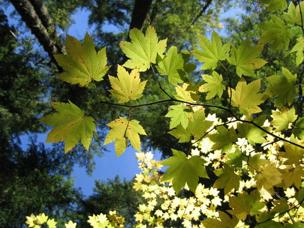 Коллекция лето - осень