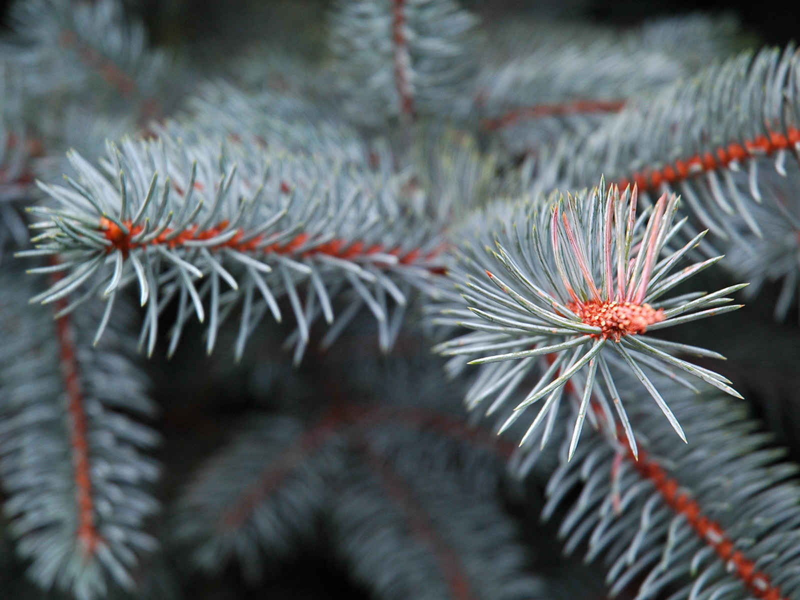 Коллекция лето - осень