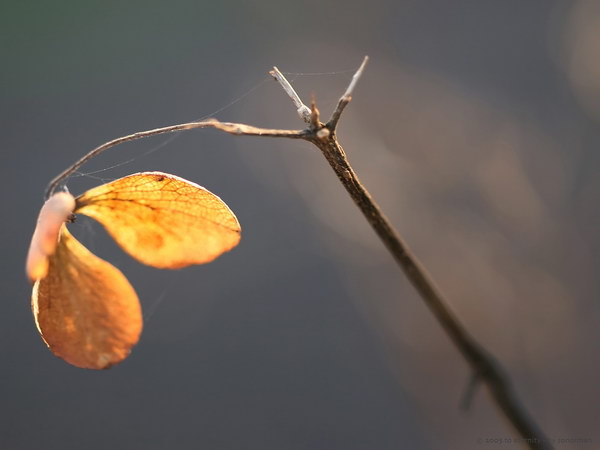 Коллекция лето - осень